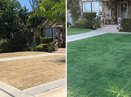 Lawn Colorant